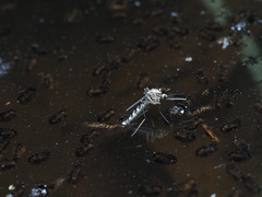 Aedes