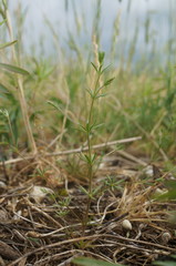 Galium tenuissimum