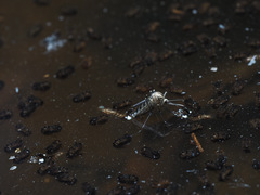 Aedes