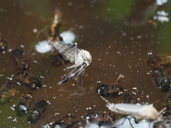 Aedes