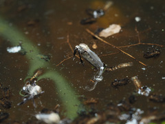 Aedes