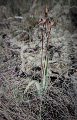 Caladenia decora