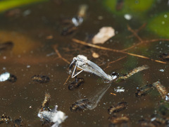 Aedes