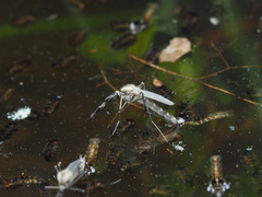 Aedes
