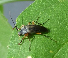 Androchirus erythropus