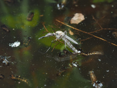 Aedes