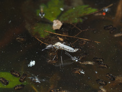 Aedes