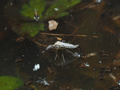 Aedes