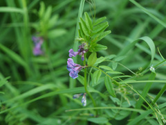 Vicia sepium