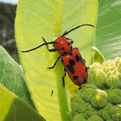 Tetraopes tetrophthalmus