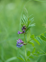 Vicia sepium