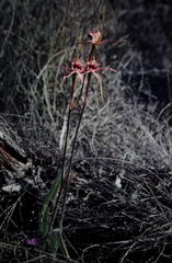 Caladenia decora