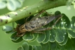 Neonemobius cubensis