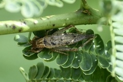 Neonemobius cubensis