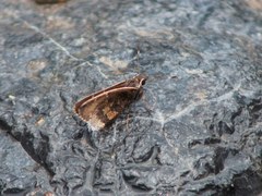 Cogia caicus