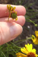Helenium amarum badium
