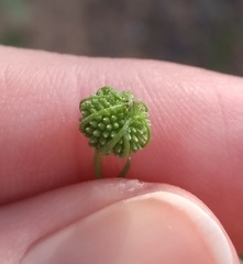 Helenium amarum badium