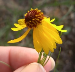Helenium amarum badium