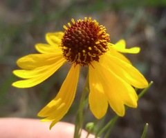 Helenium amarum badium
