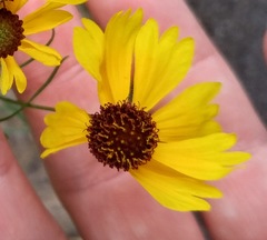 Helenium amarum badium