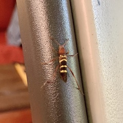 Neoclytus acuminatus