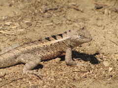 Knobbed Pacific Iguana photo 5
