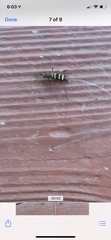 Neoclytus acuminatus