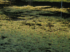 Potamogeton natans