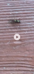 Neoclytus acuminatus