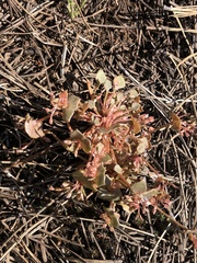 Claytonia rubra