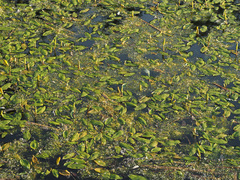 Potamogeton natans