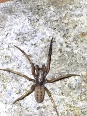 Gippsicola