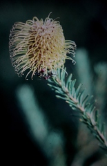 Banksia pulchella