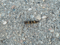 Mystacides longicornis