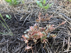 Claytonia rubra