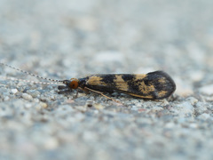 Mystacides longicornis