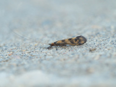 Mystacides longicornis