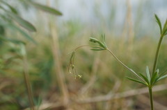 Galium tenuissimum