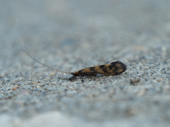 Mystacides longicornis