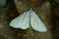 Lithostege farinata
