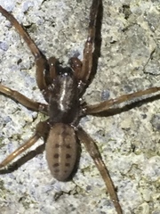 Gippsicola
