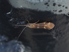 Trichoptera