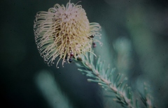 Banksia pulchella
