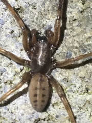 Gippsicola