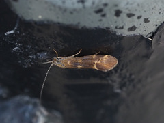 Trichoptera