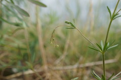 Galium tenuissimum