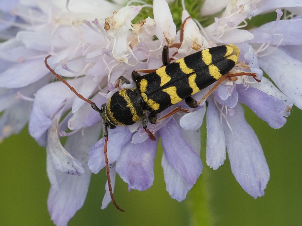 Plagionotus floralis