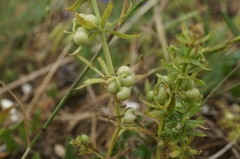 Galium tricornutum
