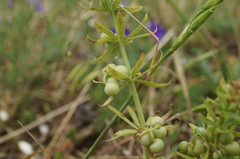 Galium tricornutum