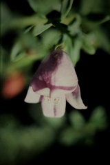 Eremophila weldii
